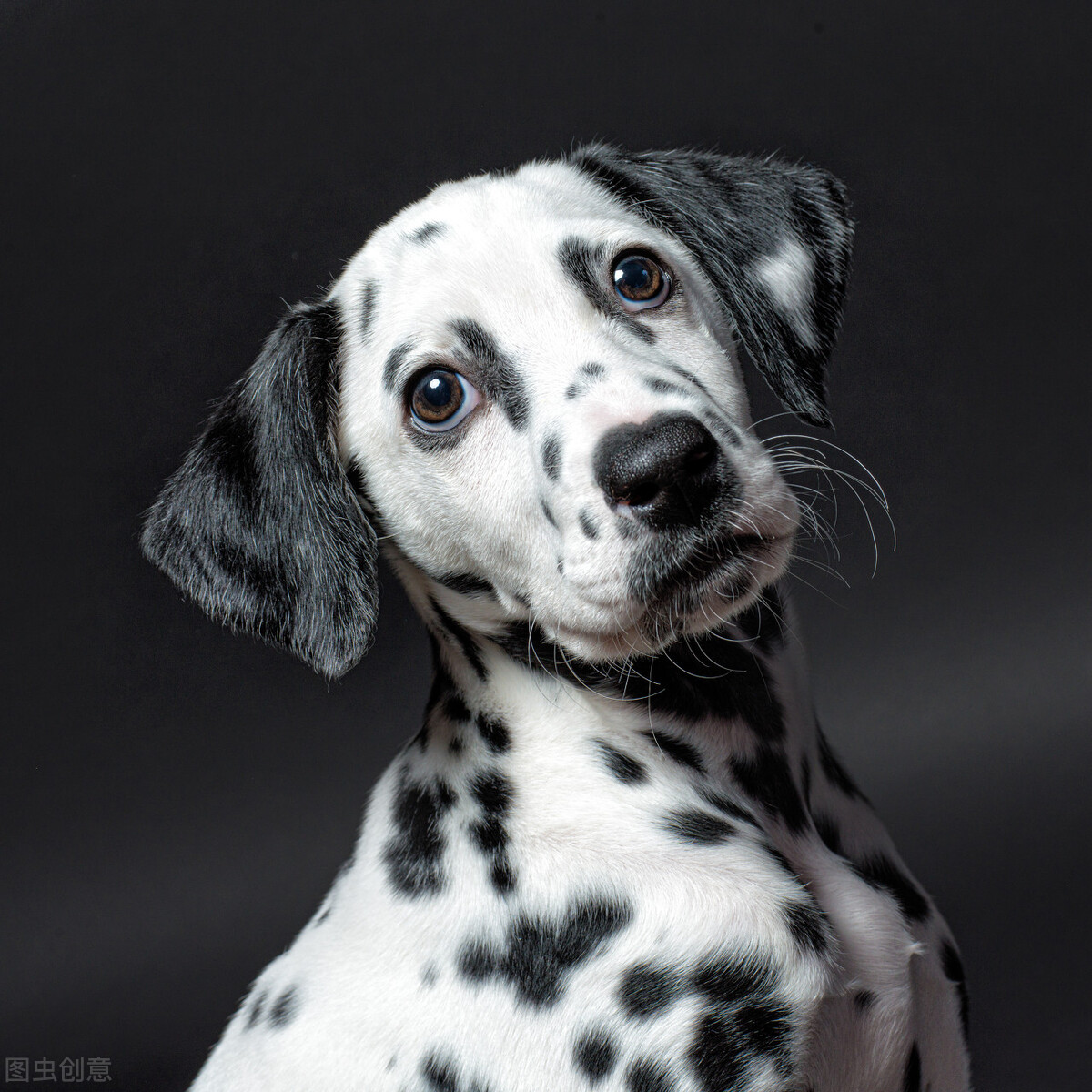 被公认为最优雅的品种之一的斑点狗!大麦町犬的科普小知识全在这