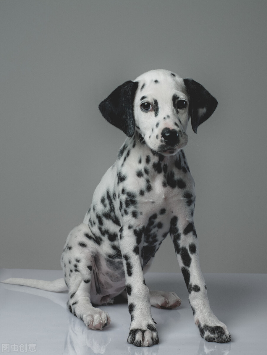 被公认为最优雅的品种之一的斑点狗!大麦町犬的科普小知识全在这